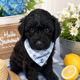Jessie - Black male Goldendoodle puppy in Aurora, Illinois from Chicago Goldendoodles