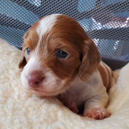 Girl 1 - Red female Dachshund puppy in New Brighton, Minnesota from Doxie Lakes