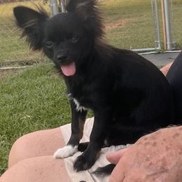 Sugar - Chihuahua
