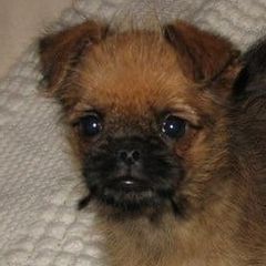 Brussels Griffons from Fretwell's Fabulous Griffons