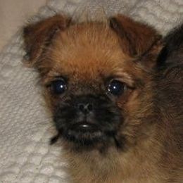 Brussels Griffons from Fretwell's Fabulous Griffons