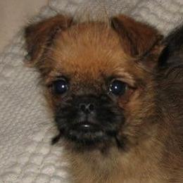 Brussels Griffons from Fretwell's Fabulous Griffons