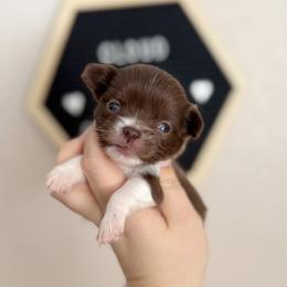 Molly - Chocolate female Chihuahua puppy in Harrison, Michigan from Cloud9 Chihuahuas