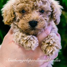 Poodle Puppies from Southern Girls Poodles