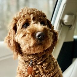Honey - Goldendoodle