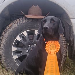 RUBY - Labrador Retriever