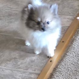 Brandy - Cream sable parti female Pomeranian puppy in Riesel, Texas from Petite Poms