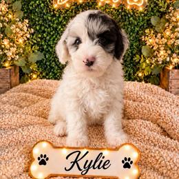 Kylie - Blue merle and white female Sheepadoodle puppy in Moreno Valley, California from Rainbow SoCal Doodles