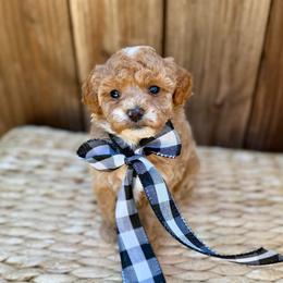 Golden Bell - Apricot female Poodle puppy in Salem, Oregon from Lavish Poodles
