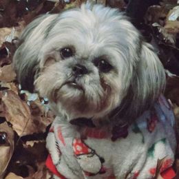 Lucy - Shih Tzu