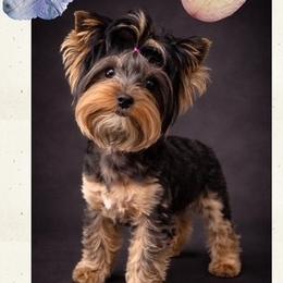 Laila - Yorkshire Terrier
