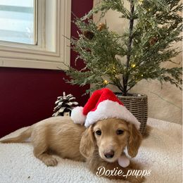Girl 1 - Cream female Dachshund puppy in Perris, California from Doxie_pupps