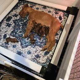 Irish Terrier puppies from Geordan Irish Terriers