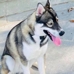 Siberian Husky Puppies from Crazy Cookies Huskies