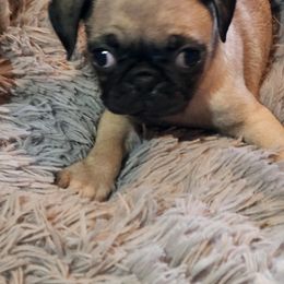 Pug Puppies from Renee's Pugs