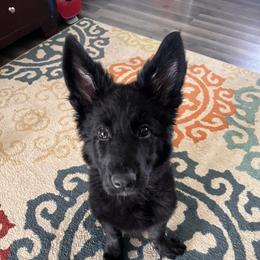 German Shepherd Puppies from Fancy GSDs
