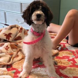 Biscotti - Kindergarten Trained - Black and white male Bernedoodle puppy in Youngstown, Florida from Wonderland’s Boujie Kennels