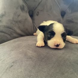 Wakko - White and black male Papillon puppy in Diana, Texas from The Barking Cow Farms