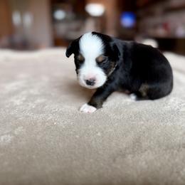Miniature Australian Shepherd Puppies from Dripping Springs Mini Aussies