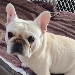 Tally - French Bulldog