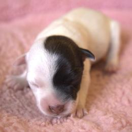 Sassy - Tri-color female Jack Russell Terrier puppy in Menifee, California from Wendover Terriers