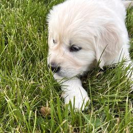 Golden Retriever Puppies from Golden’s of Remington Fields