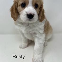 Rusty - Blenheim male Cavapoo puppy in Columbus, Montana from Montanas Mountain Bernedoodles