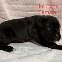 Hot Pink Collar - Black brindle female Cane Corso puppy in Paris, Texas from Knucklehead Cane Corso