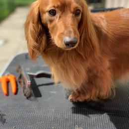 Yeti - Dachshund