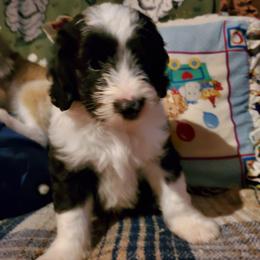 Otis - Black and white male Sheepadoodle puppy in Bellevue, Iowa from Fluffy Wonders Poms and Doodles