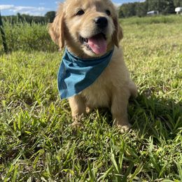 Goldendoodle and Golden Retriever Puppies from Goldie Locks Golden Retrievers & Doodles