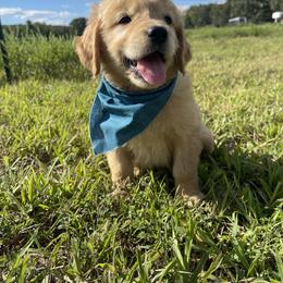 Goldendoodle and Golden Retriever Puppies from Goldie Locks Golden Retrievers & Doodles