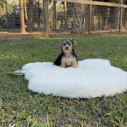 Yorkshire Terrier puppies from 🤎 Gigi’s Dreaming Puppies 🐶