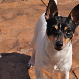 Toy Fox Terriers from DynAsty Toy Fox Terriers