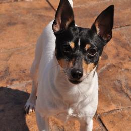 Toy Fox Terriers from DynAsty Toy Fox Terriers