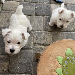 West Highland White Terrier Puppies from Windsor's West Highland White Terriers