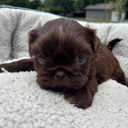 Boy 4 - Liver male Shih Tzu puppy in Tennessee from Cutshall Babies