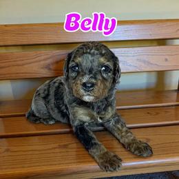 Belly - female Golden Mountain Doodle puppy in Banner Elk, North Carolina from Walnut Tree Bernedoodles