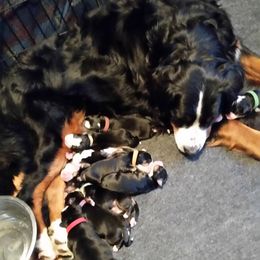 Bernese Mountain Dog Puppies from Adirondack Berners