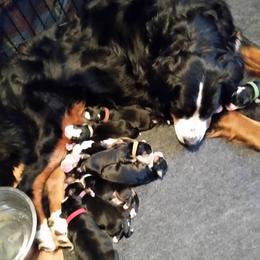 Bernese Mountain Dog Puppies from Adirondack Berners