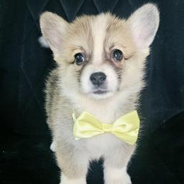 Boy 2 - White and red male Pembroke Welsh Corgi puppy in Tomball, Texas from Larsen Loved Corgis