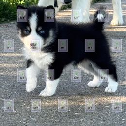 Banks - Black and white male Pomsky puppy in Mount Washington, Kentucky from My Perfect Pomsky Pet