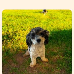 Cavapoo All Grown Up from Carolina Canines