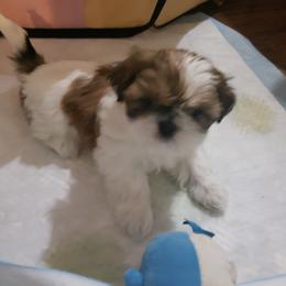Shih Tzu Puppies from Shih Tzu Kennels