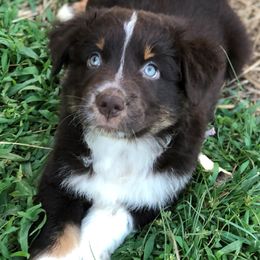 Australian Shepherd Puppies from Coleman's Natural Bridge Aussies