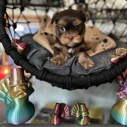 Boy 3 - Chocolate and tan male Yorkshire Terrier puppy in Cocoa, Florida from SummerTime AKC Yorkies