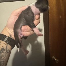 Mikey - Black and white Chinese Crested puppy in Georgia from Just Cresteds