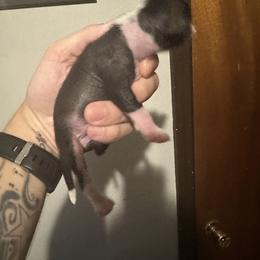 Mikey - Black and white Chinese Crested puppy in Georgia from Just Cresteds