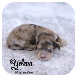 YELENA - AKC Registered 3000 - Black and tan female Dachshund puppy in Graceville, Florida from Misty's 101 Doxies