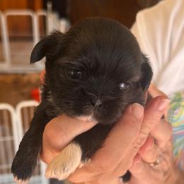 Jackie jr - Brindle and white male Shih Tzu puppy in Sutton, West Virginia from Meadow Lane Pups